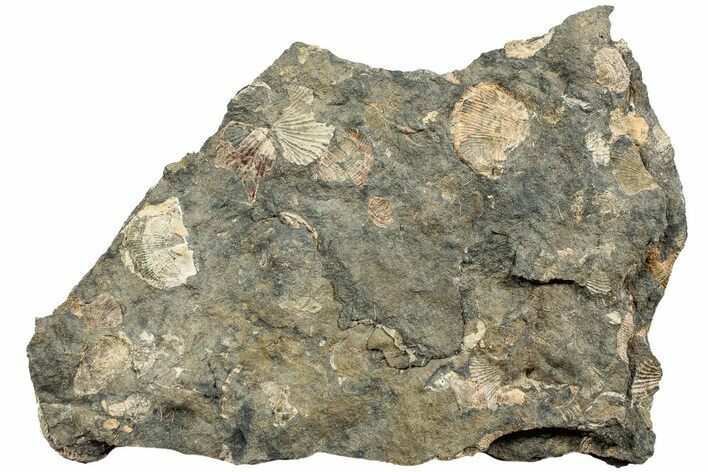 Pennsylvanian Fossil Brachiopod Plate - Kentucky #224674